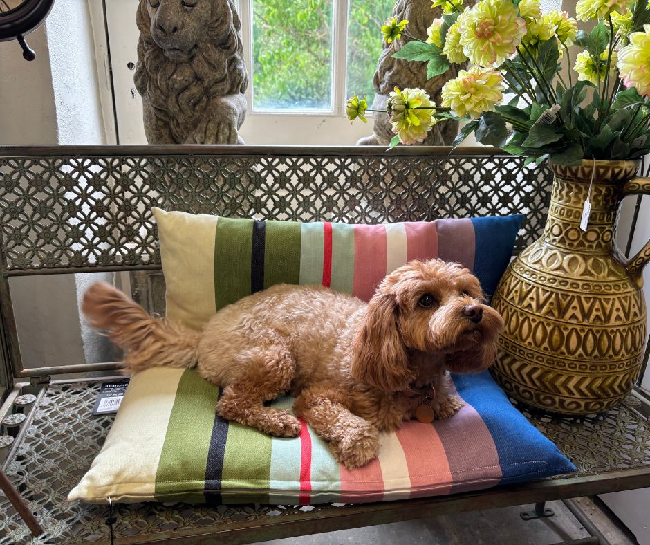 Dog friendly holiday park north yorkshire